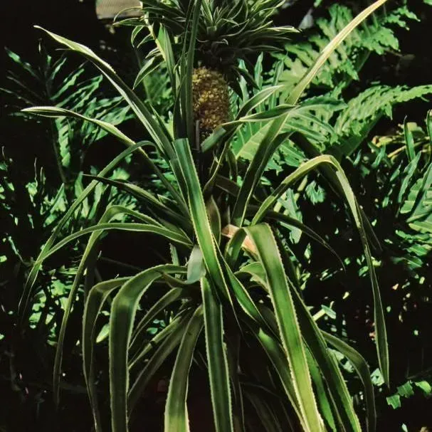 thumbnail for publication: Ananas comosus: Pineapple